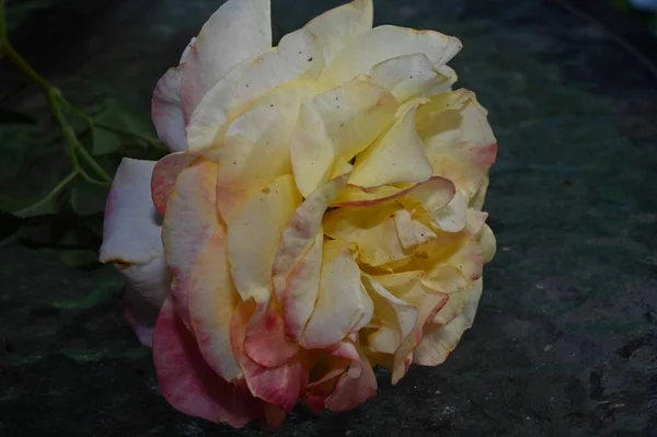 Schöne Rosenblüte Wächst Garten Sonnigem Sommertag — Stockfoto