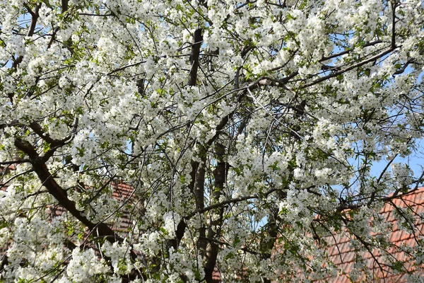 Blühende Kirschbaumzweige Mit Blühenden Schönen Blumen Nahaufnahme Frühlingskonzept — Stockfoto
