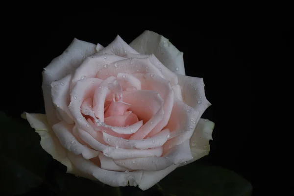 Bela Rosa Fundo Escuro Conceito Verão Vista Perto — Fotografia de Stock