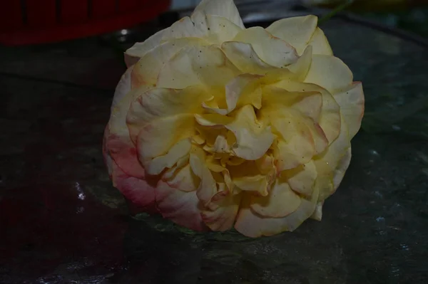 Beautiful Rose Flower Growing Garden Summer Sunny Day — Stock Photo, Image