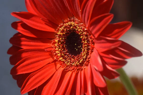 Schöne Gerbera Blume Auf Dunklem Hintergrund Sommerkonzept Nahsicht — Stockfoto