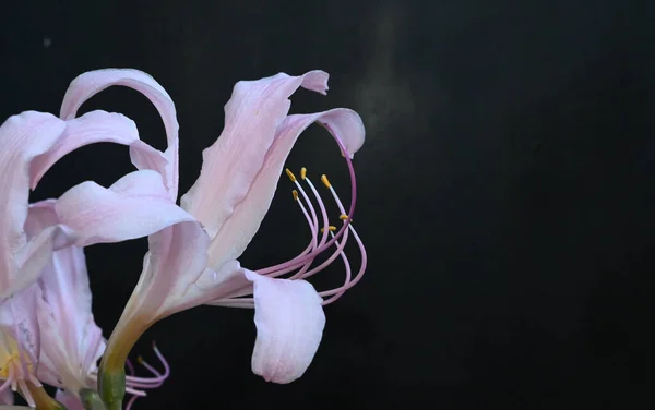 Flores Bonitas Fundo Escuro Conceito Verão Vista Próxima — Fotografia de Stock