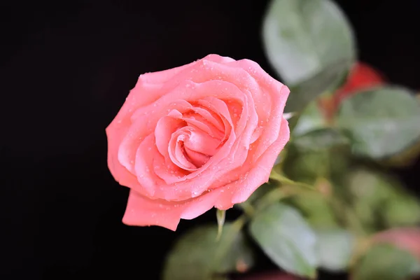 beautiful rose on dark background, summer concept, close view