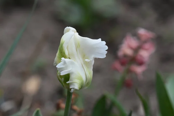 Krásný Tulipán Květina Rostoucí Zahradě Létě Slunečný Den — Stock fotografie