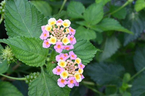 Belles Fleurs Poussant Dans Jardin Journée Ensoleillée Été — Photo