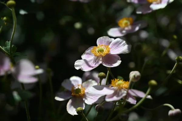 Hermosas Flores Que Crecen Jardín Verano Día Soleado — Foto de Stock