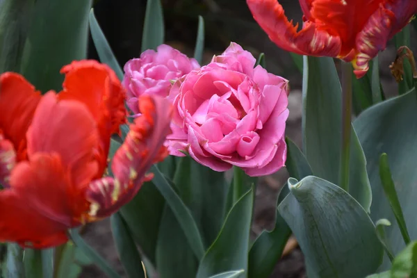 Belles Tulipes Poussant Dans Jardin Journée Ensoleillée Été — Photo