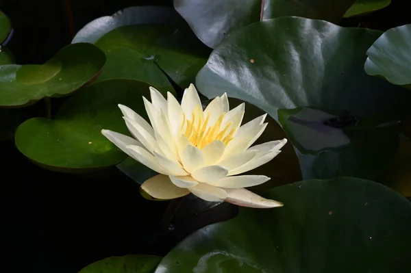 Mooie Bloeiende Lotus Groeien Vijver Zomerdag — Stockfoto