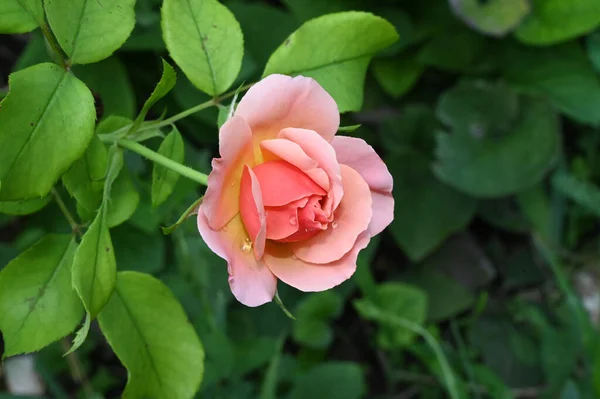 Hermosa Flor Rosa Creciendo Jardín Verano Día Soleado — Foto de Stock