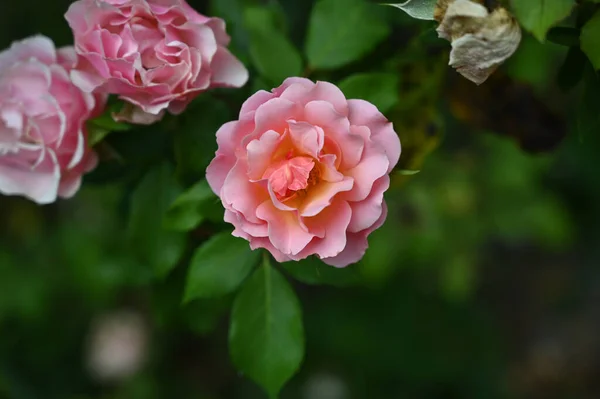 Belas Rosas Crescendo Jardim Verão Dia Ensolarado — Fotografia de Stock