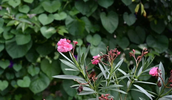 Mooie Bloemen Groeien Tuin Zomer Zonnige Dag — Stockfoto