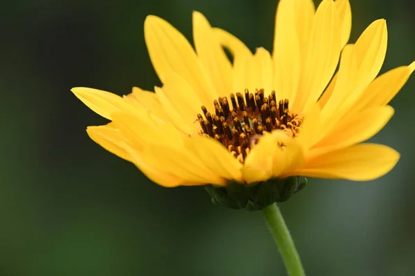 Mooie Bloem Groeien Tuin Zomer Zonnige Dag — Stockfoto