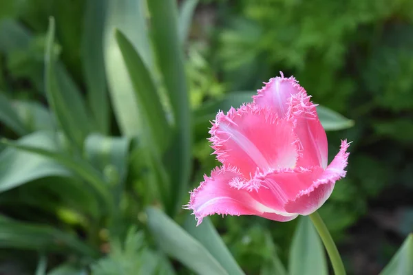 Bela Flor Tulipa Crescendo Jardim Dia Ensolarado Verão — Fotografia de Stock