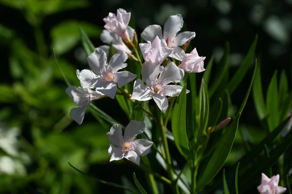 Güneşli yaz gününde bahçede yetişen güzel çiçekler. 