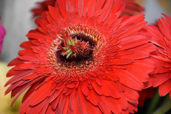 Beautiful Gerbera Flowers Growing Garden Summer Sunny Day — Stock Photo, Image