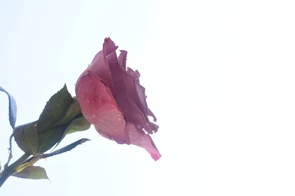 Όμορφο Τριαντάφυλλο Λουλούδι Στον Ουρανό Φόντο Έννοια Του Καλοκαιριού Κοντινή — Φωτογραφία Αρχείου