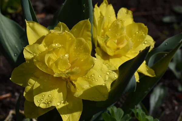 Schöne Tulpen Wachsen Garten Sonnigen Sommertag — Stockfoto