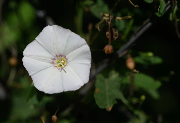 Bela Flor Glória Manhã Crescendo Jardim Dia Ensolarado Verão — Fotografia de Stock