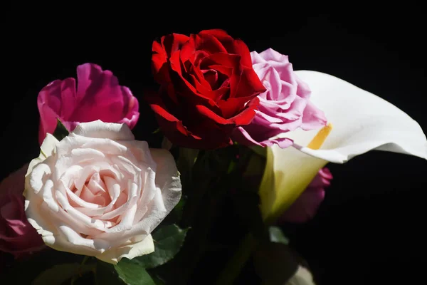 Wunderschöne Rosen Und Calla Mit Tulpe Auf Dunklem Hintergrund Sommerkonzept — Stockfoto