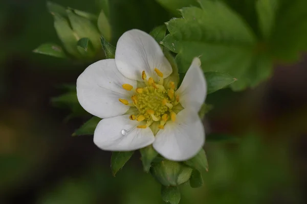 Hermosa Flor Que Crece Jardín Verano Día Soleado —  Fotos de Stock