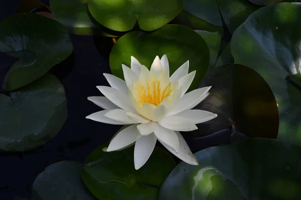 Güzel çiçek açan nilüfer çiçekleri yaz günü gölette büyür. 