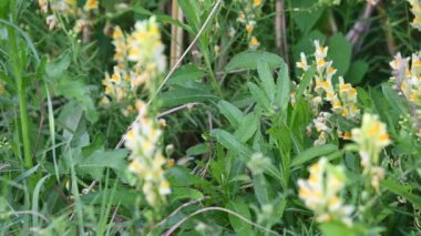 Güneşli yaz gününde bahçede yetişen güzel çiçekler. 