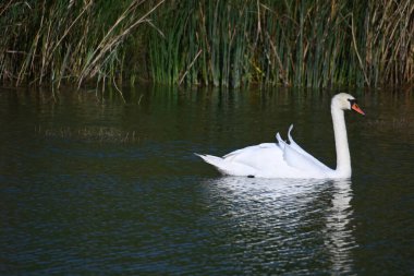 Güzel beyaz kuğu yaz günü göl yüzeyinde yüzüyor. 