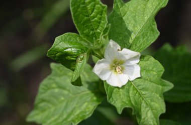 Güneşli yaz gününde bahçede büyüyen güzel bir çiçek. 