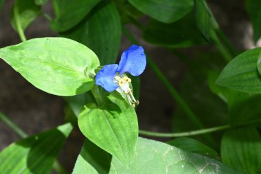 Güneşli yaz gününde bahçede büyüyen güzel bir çiçek. 