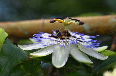 Güneşli yaz gününde bahçede büyüyen güzel bir çiçek. 