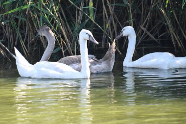 Güzel beyaz kuğular yaz günü göl yüzeyinde yüzerler. 