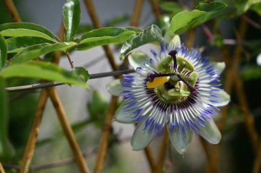 Güneşli yaz gününde bahçede büyüyen güzel bir çiçek. 