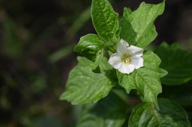 Güneşli yaz gününde bahçede büyüyen güzel bir çiçek. 