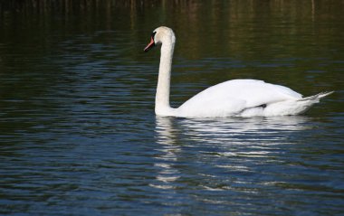 Güzel beyaz kuğu yaz günü göl yüzeyinde yüzüyor. 