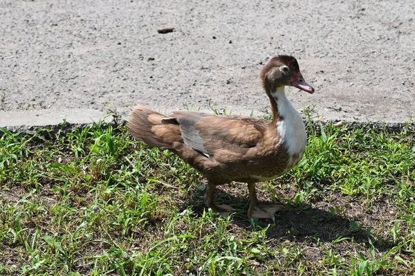 Vacker Söt Anka Promenader Gräs Nära Asfalterad Väg Sommardagen — Stockfoto