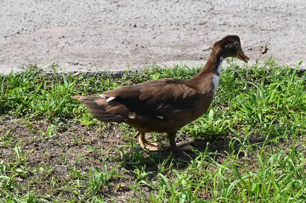 Hermoso Lindo Pato Caminando Sobre Hierba Cerca Asfalto Camino Día —  Fotos de Stock