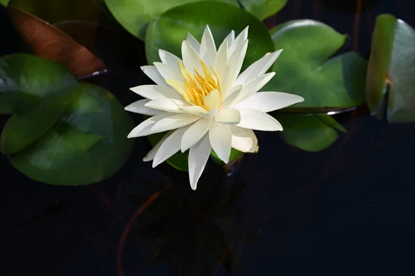 Schön Blühender Lotus Der Sommertag Teich Wächst — Stockfoto