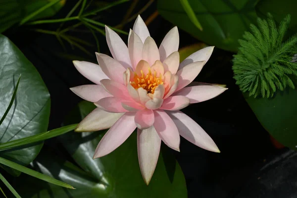 Bela Flor Lótus Crescendo Lagoa Dia Verão — Fotografia de Stock