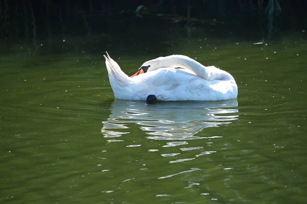 Gyönyörű Fehér Hattyú Úszik Felszínén Víz Nyáron — Stock Fotó