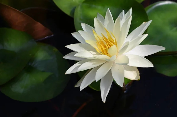 Schön Blühender Lotus Der Sommertag Teich Wächst — Stockfoto