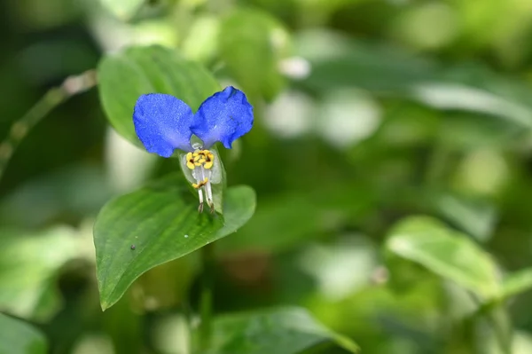 夏の晴れた日に庭で成長する美しい花 — ストック写真