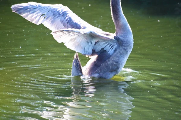 beautiful white swan swimming on lake water surface at summer day