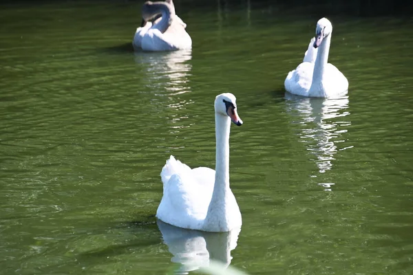 Hermosos Cisnes Blancos Nadando Superficie Del Agua Del Lago Día — Foto de Stock