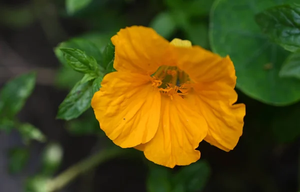 Bela Flor Crescendo Jardim Verão Dia Ensolarado — Fotografia de Stock