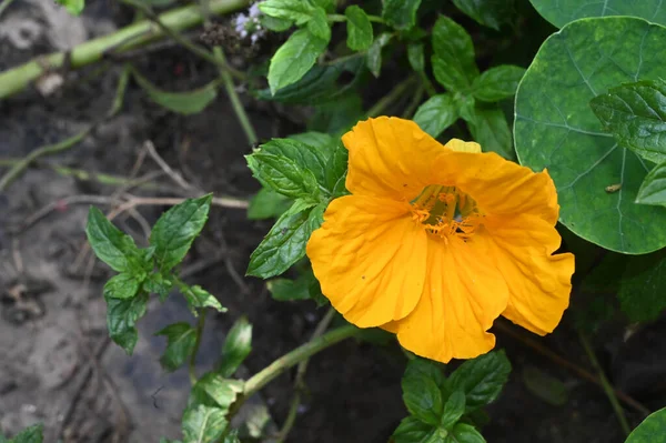 夏の晴れた日に庭で成長する美しい花 — ストック写真
