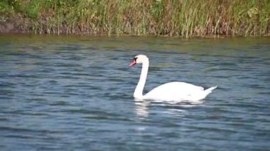 Güzel beyaz kuğu yaz günü göl yüzeyinde yüzüyor. 