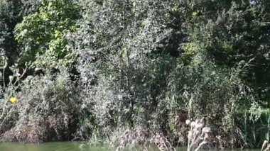 Yazın güneşli bir günde nehir kıyısında büyüyen güzel çiçekler. 