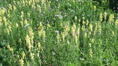 Güneşli yaz gününde bahçede yetişen güzel çiçekler. 