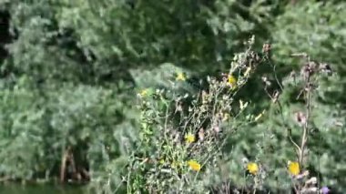 Güneşli yaz gününde bahçede yetişen güzel çiçekler. 