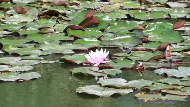 여름에 연못에서 자라는 아름다운 — 비디오